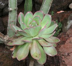 Aeonium gorgoneum