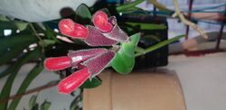 Aeschynanthus pulcher, Lipstick Plant.jpg