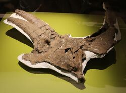 Albertaceratops nesmoi skull by Nick Longrich.jpg