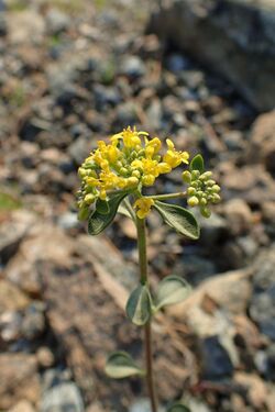 Alyssum chondrogynum 02.jpg