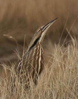 A brown heron with brown, back and beige coloured streaks stands in similarly coloured dead grasses, its head pointed upwards