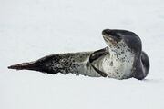 Black and gray seal