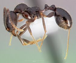 Aphaenogaster patruelis casent0005726 profile 1.jpg