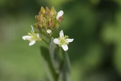 Arabis glabra 3.JPG