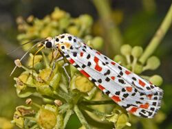 Arctiidae - Utetheisa pulchella-001.JPG