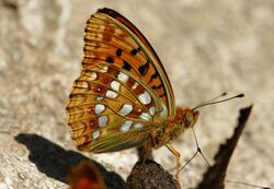 Argynnis-adippe-01.jpg