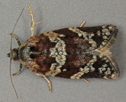 Argyrotaenia ljungiana, Bettisfield Moss, North Wales, May 2012 (19496374309).jpg