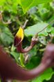 Aristolochia sempervirens flower.jpg
