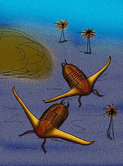 Asaphellus cuervoae.JPG