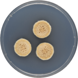 Aspergillus ochraceoroseus cya.png