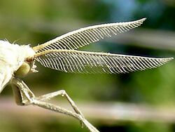 Aspitates gilvaria antennae.jpg