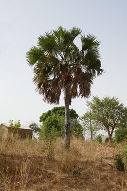 Atakora-Borassus aethiopum (4).jpg