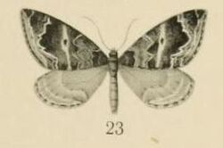 Aurevilius, 1910. Pl.2-23-(Larentia) Haplolabida monticolata.JPG