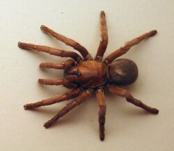 AustralianMuseum spider specimen 34.JPG