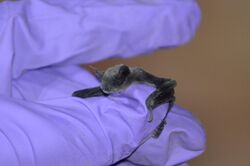 A gloved hand holds a baby little brown bat