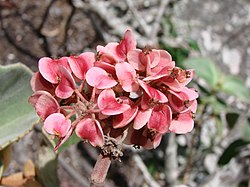 Begonia grisea.jpg
