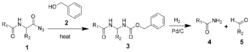 Bergmann Degradation Reaction Scheme.png