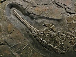 Besanosaurus skull 5445.JPG