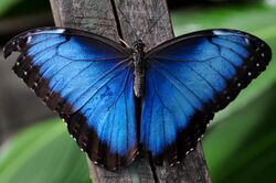 Blue Morpho.jpg