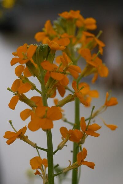 File:Brassicaceae Western wallflower erysimum capitatum var capitatum.jpg
