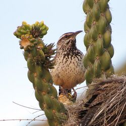 A wren standing outside a nest between two arms of a cholla cactus