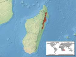 Calumma cucullatum distribution.png