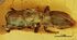 Cephalotes caribicus SMNSDO5383 dorsal view.jpg