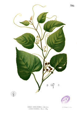 Cissus repens Blanco2.318.png