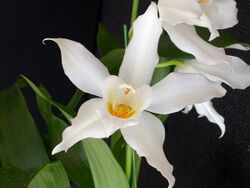 Coelogyne mooreana.jpg