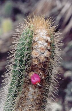 Coleocephalocereus fluminensis-morro do moreno.jpg