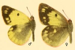 Colias montium in Die Großschmetterlinge der Erde.jpg