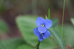 Commelina lanceolata 170406308.jpg