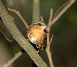 Conopophaga lineata.jpg