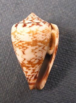 Conus derrubado 002.jpg