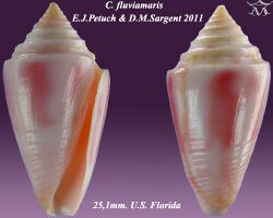 Conus fluviamaris 1.jpg