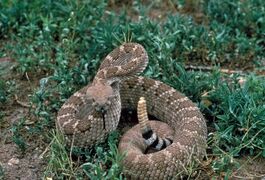 Western diamondback rattlesnake in grass in a threatening pose