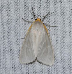 Cycnia inopinatus – Unexpected Cycnia Moth (ID verified by Ken Childs) (14422567929).jpg