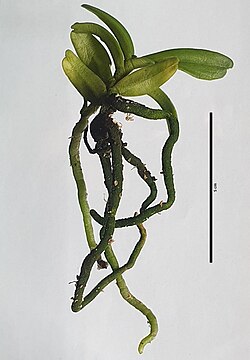 Cymbilabia undulata (Lindl.) D.K.Liu & Ming H.Li.jpg