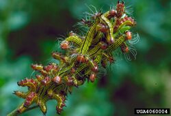 Datana major larva.jpg