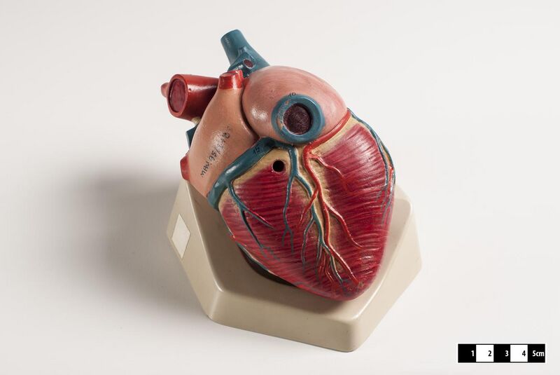 File:Didactic model of a mammal heart 03--FMVZ USP-10.jpeg