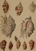 Die Flügelschnecken (Strombea) - in Abbildungen nach der Natur mit Beschreibungen (1845) (20292538204).jpg