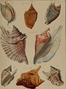 Die Flügelschnecken (Strombea) - in Abbildungen nach der Natur mit Beschreibungen (1845) (20922430931).jpg