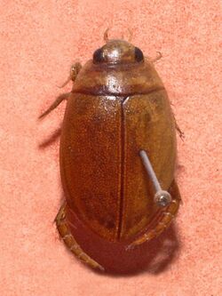 Dytiscidae - Graphoderus austriacus.JPG