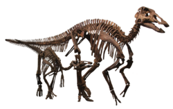 Edmontosaurus Family Clean.png