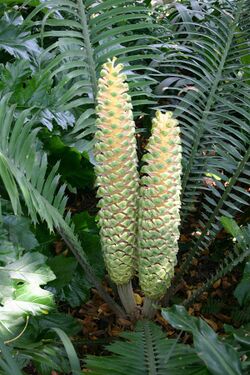 Encephalartos villosus07.jpg