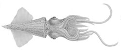 Enoploteuthis leptura.jpg