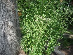 Eupatorium serotinum.jpg