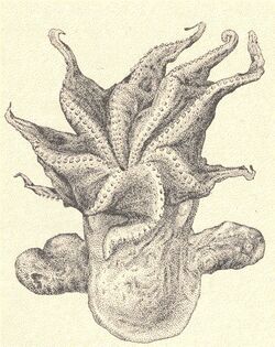 Drawing of an octopus.