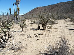 Ferocactus peninsulae v. viscainensis (5782266571).jpg