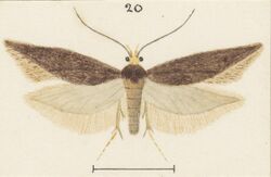 Fig 20 MA I437626 TePapa Plate-XXVII-The-butterflies full (cropped).jpg